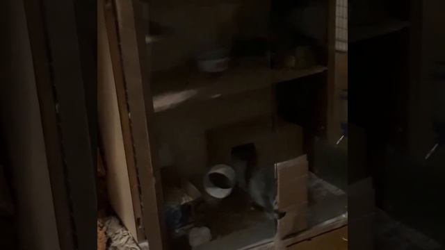 Кот и шиншилла, которая устраивает побег смотреть онлайн