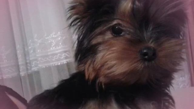 ФОТО МОЕГО ЙОРКА смотреть онлайн