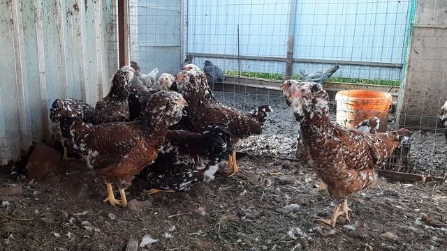 Орловская порода кур смотреть онлайн