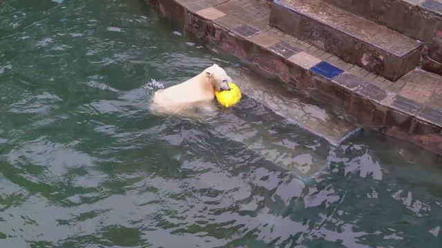 Белка прервала завтрак, чтобы поиграть с новой игрушкой. 17.10.2023 смотреть онлайн