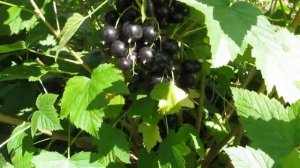 Гигантские ягоды черной смородины 6 14 145 в 2018 г