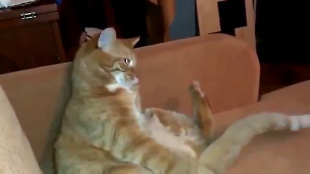 смешная подборка с животными очень смешно смеяться всем смотреть онлайн