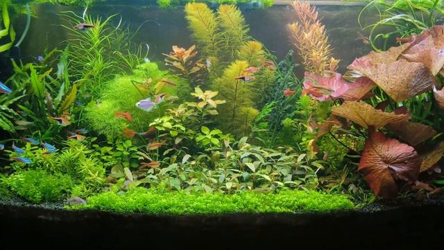 Разрушитель аквариумистических легенд 2 ч. смотреть онлайн