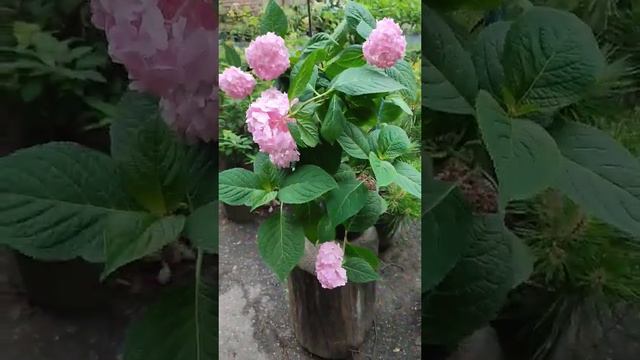 Гортензия Ендлесс саммер бесконечное лето смотреть онлайн