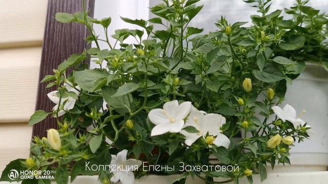 Кампанулы. 28 июня 2020 года смотреть онлайн