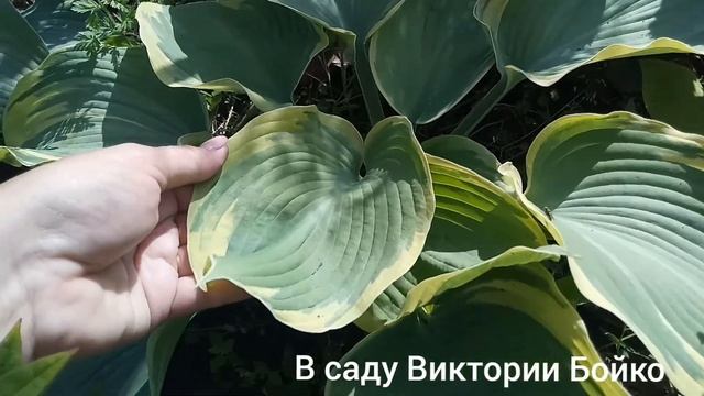 Хосты Blue Angel, Earth Angel смотреть онлайн
