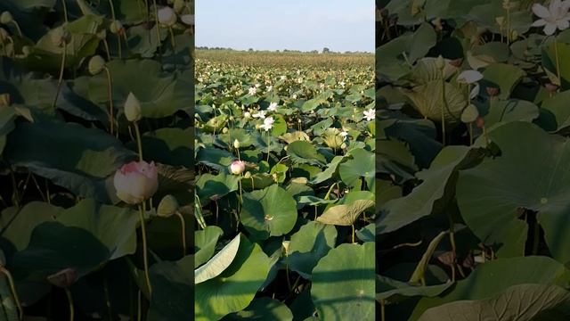 Озеро Лотосов, Краснодарский край, п. Белозёрный.