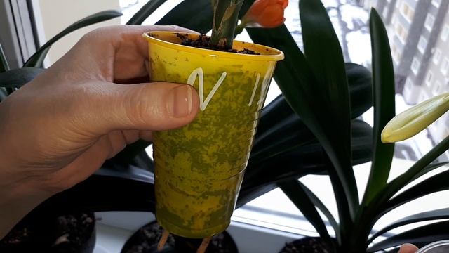 Кливия перекрестное опыление.Результаты опыления.Clivia cross-pollination.Pollination results. смотреть онлайн