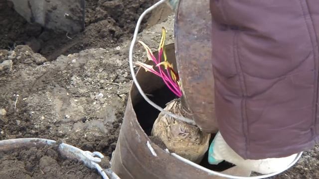 24 апреля 2021 - Как получить свои семена свеклы. Сибирь смотреть онлайн