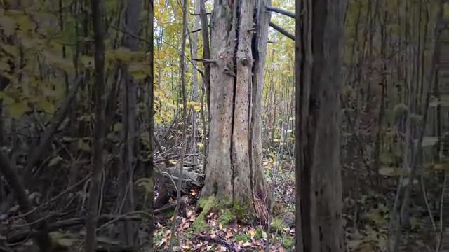 ВИДЕО ЗАРЯЖЕНО ЖИВОЙ ЭНЕРГИЕЙ ПРИРОДЫ/ Осенний лес смотреть онлайн