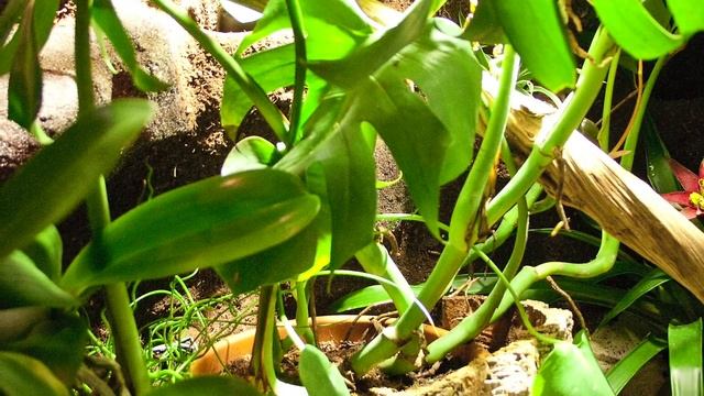 Terrarium für Fidschi Leguan - Brachylophus fasciatus смотреть онлайн