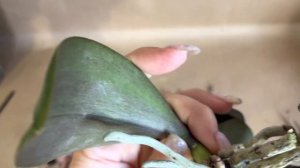 Максим для орхидеи, спасаю орхидею от гнили