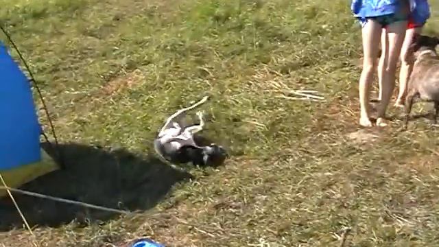 отдых на медведице смотреть онлайн