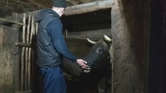 СКОЛЬКО МОЖНО ЗАРАБОТАТЬ НА МОЛОКЕ!?Молочный бизнес,как найти сбыт... смотреть онлайн