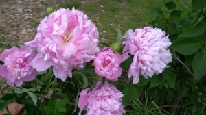 Пион Эденс Перфьюм -  Eden's Perfume -неизвестный, Южная Корея