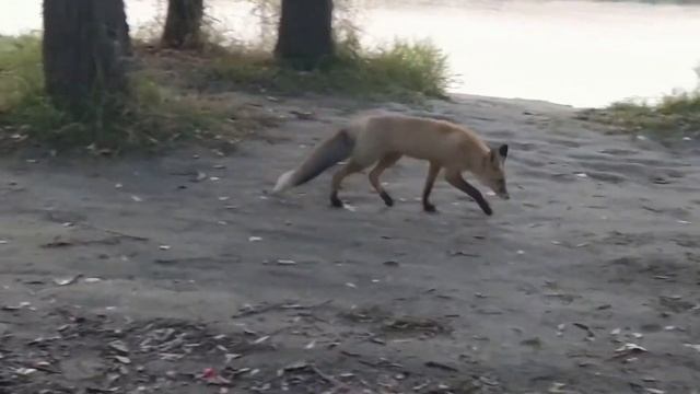 Лиса патрикеевна смотреть онлайн