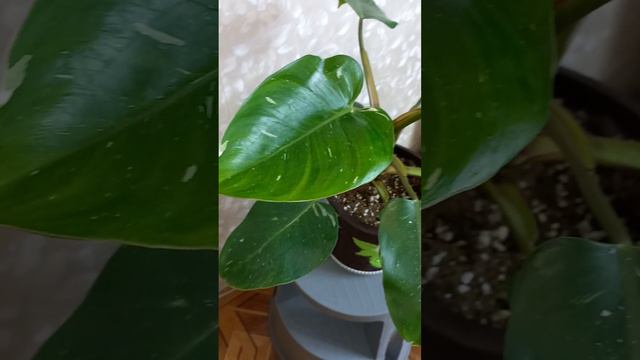 Philodendron White princess. смотреть онлайн