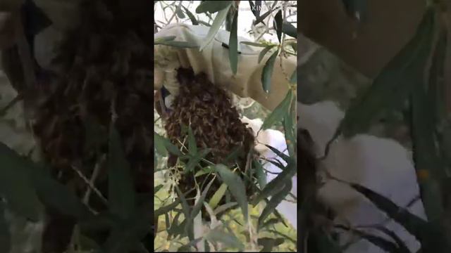 Arıcılık - arı oğulu nasıl alınır? Arkadaşım Thomas Tampaliakis e bu video için teşekkürler. смотреть онлайн