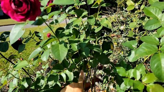 Celestial Night Rose October 2021 | Rose Review | Southern Alabama