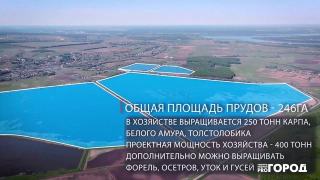 Как выращивают рыбу по 300 тонн в Козловском районе от карпов до белых амуров смотреть онлайн