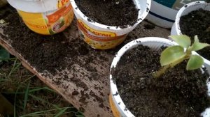 Ванька мокрый или как рассадить запущенный бальзамин.