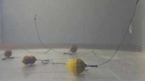 Лучшие насадки на карпа и карася| проверенные бойлы на карпа и карася |честный обзор на бойлы