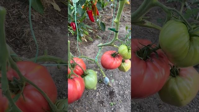 Высокорослый,крупноплодный сорт Grele de Pometesti (Греле-де-Пометешть), Румыния. смотреть онлайн