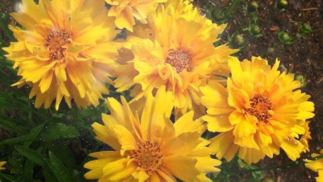 Кореопсис  – Выращивание и уход