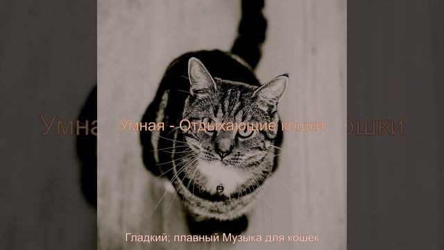 Настроения (Кошки) смотреть онлайн