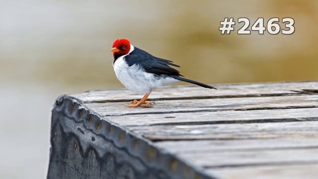 #2463. Кардиналы (В мире животных) смотреть онлайн