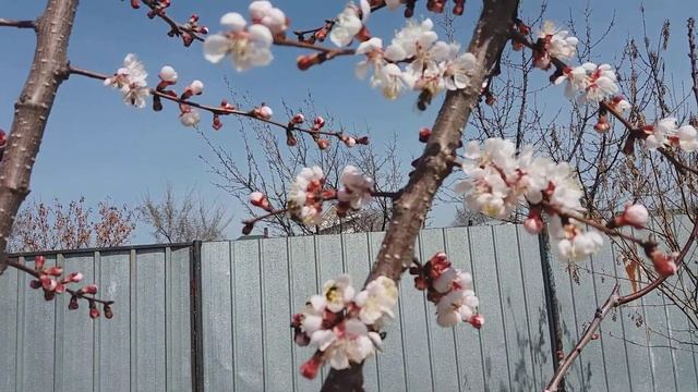 Зацвел абрикос Королевский 29 марта 2019г. смотреть онлайн