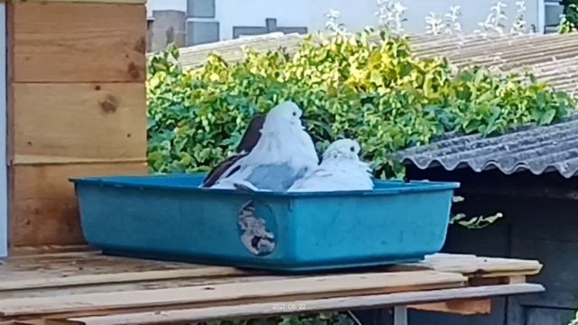 Голуби) знают где купаться 💦 смотреть онлайн