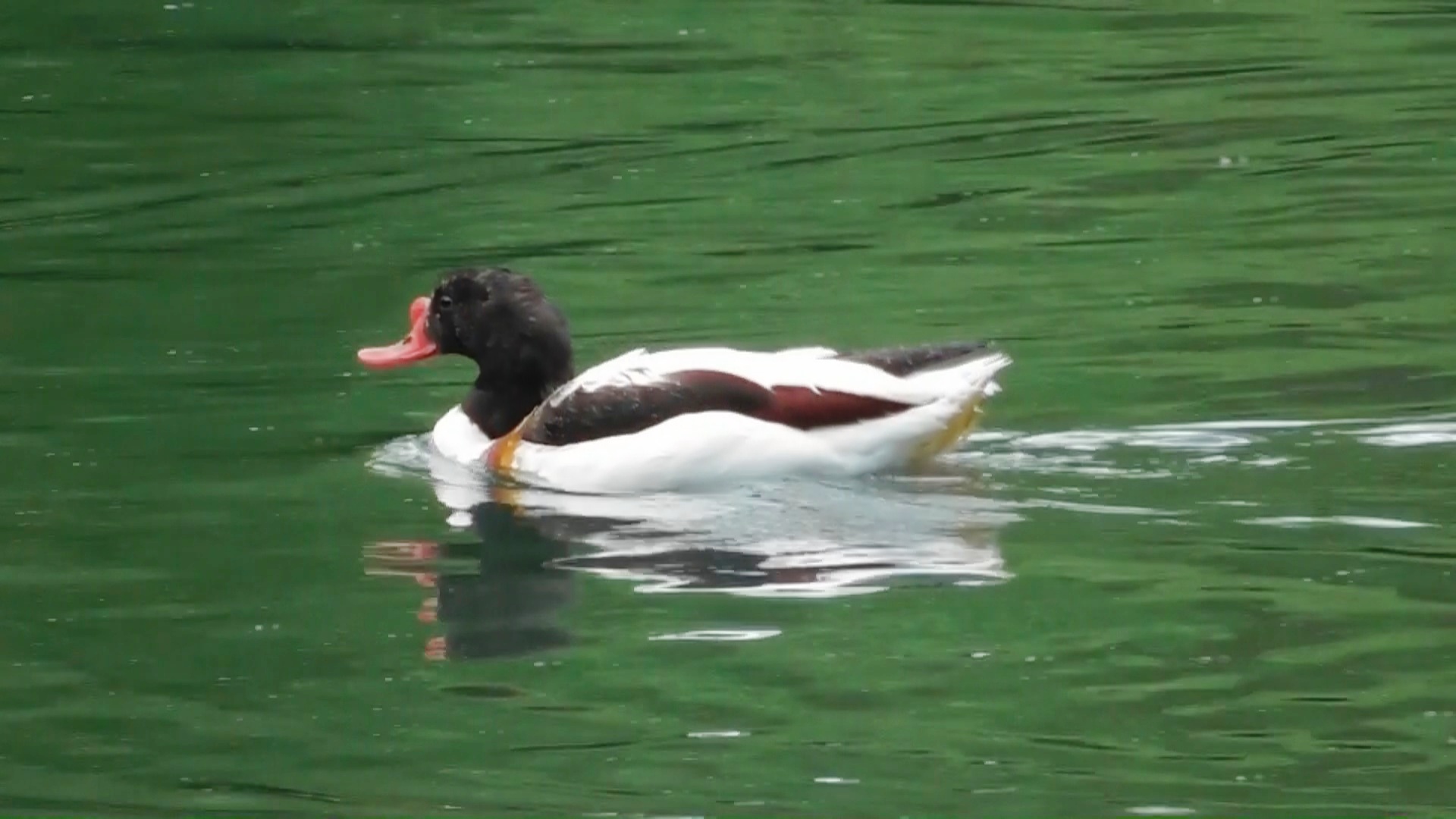 Пеганка ( Tadorna tadorna ) смотреть онлайн