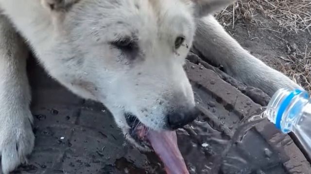 Прохожий спас собаку, которая примерзла языком к канализационному люку! смотреть онлайн