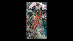 Красная смородина "Канстантиновская"