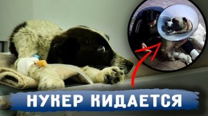 Нукер кидается при обработках. Ему больно. Вилли впервые начал лаять, но в итоге стало снова хуже...