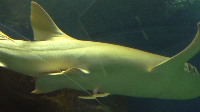Экскурсия по Санкт-Петербургскому Океанариуму - Экзотические рыбы, акулы и другие звери! смотреть онлайн