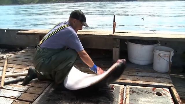 Тихоокеанский Белокорый Палтус. Почему голову этой рыбки вы не увидите на прилавках магазина ? смотреть онлайн