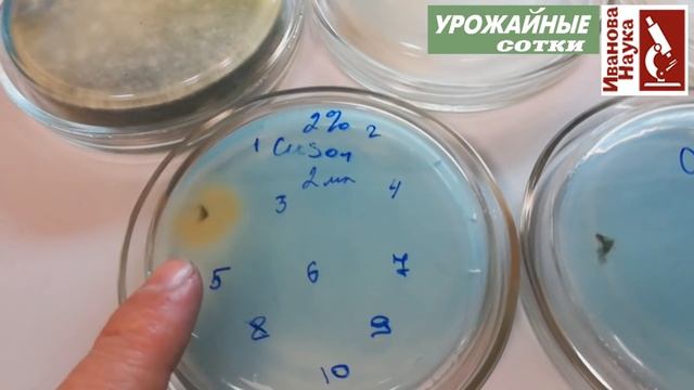 Отличная новость для всех садоводов и огородников! Секрет триходермы раскрыт! смотреть онлайн