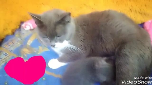 У моей кошки родился котёнок ????