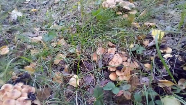 Как выглядят ложные опята. Насобирал поганок смотреть онлайн