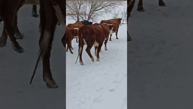 #акбас #сементаль бука , сиыр #кыс Мухтар ауыл смотреть онлайн