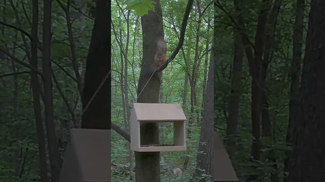 Белки Жулебинского леса. Новая кормушка, новая встреча смотреть онлайн