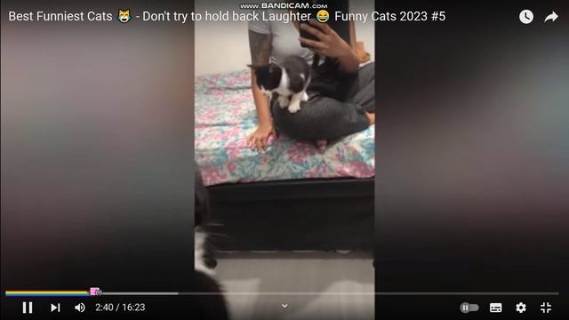 ПРИКОЛЫ КОТЫ. смотреть онлайн