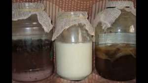 Тибетский молочный гриб.Приготовление,хранение,польза.