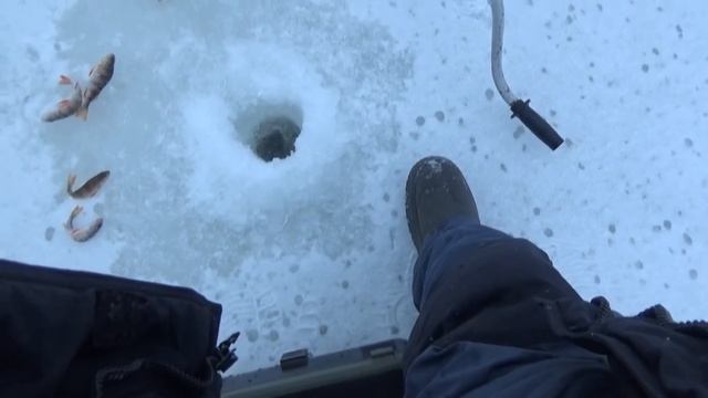 Марапедка - мания ,или зачем кормить забугорных !!! смотреть онлайн