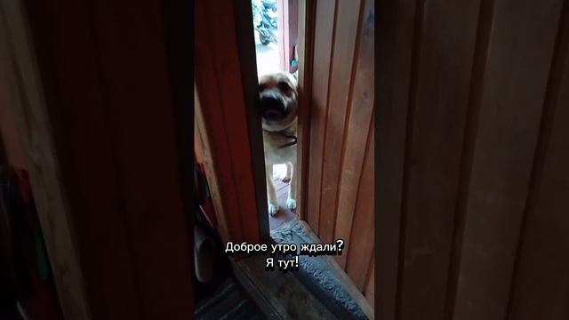 Доброе утро!