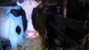 Выгодно ли держать корову. Часть 1 расходы.