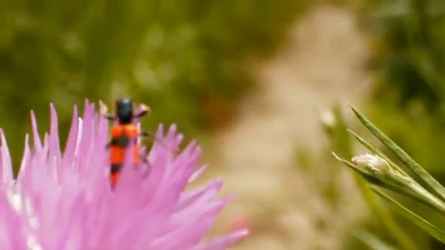 canon eos 600d video test 2 смотреть онлайн