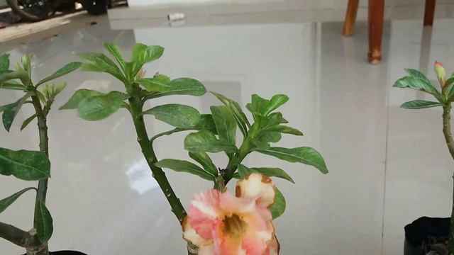 Lanjutan ID Warna Adenium Tumpuk смотреть онлайн